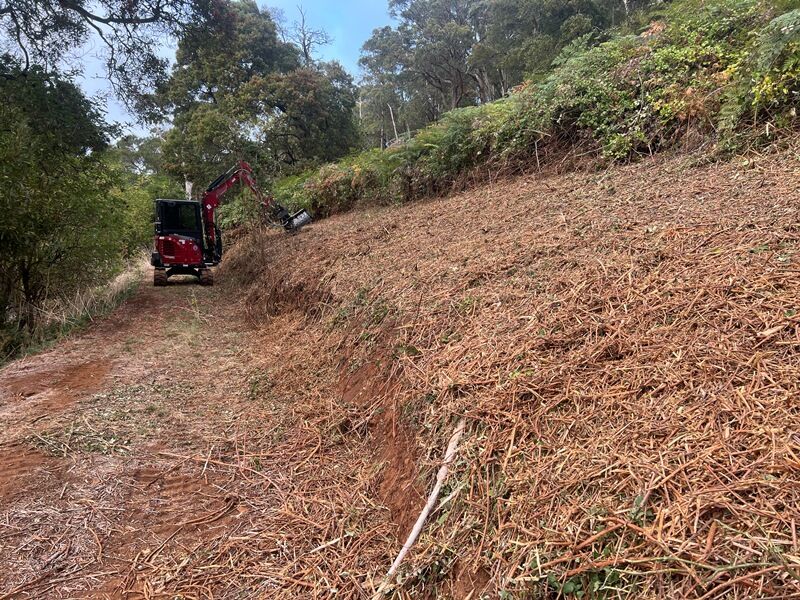 Gorse Bush + Blackberry Management - Dridan Contracting