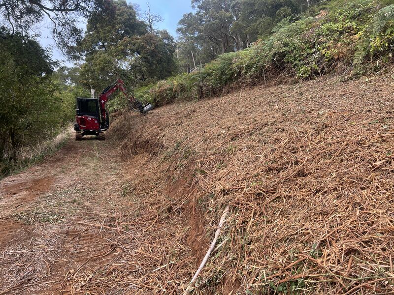 Gorse Bush + Blackberry Management - Dridan Contracting